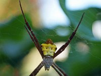 Argiope Keyserlingi DSC09691 edit
